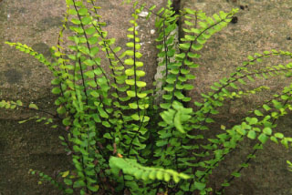 Asplenium trichomanesSteenbreekvaren bestellen